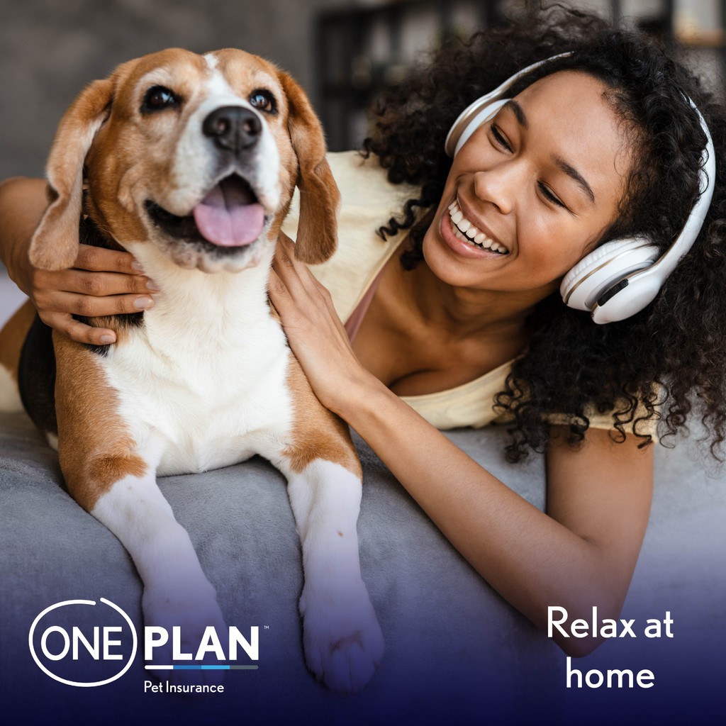 OnePlanPet's tweet image. What's your favourite thing to do with your pet?🐾💙⁠ 
Here are some of ours!

Let us know in the comments if you have any favourite activities to do with your pet.

#PetActivities #PetBonding #Oneplan #PetInsurance #OneplanPetInsurance