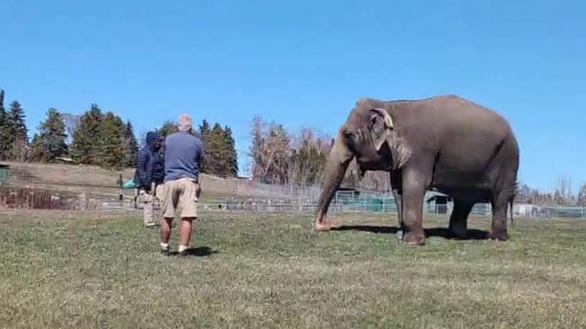 #T4Animals 🐘🦁🦒🐅🦊🦔🐻 (@cosmicbrigade) on Twitter photo Despite overwhelming 🌎support for🐘 #Lucy to go to #Sanctuary all #Edmontons political parties are being slow to take meaningful action to help #Lucy.
<a href="/MarkJCarney/">Mark Carney</a> will you be the voice of change for #Lucy.
With her 22/23 assessment making clear she could 🧳 to sanctuary 🙏 help Despite overwhelming 🌎support for🐘 #Lucy to go to #Sanctuary all #Edmontons political parties are being slow to take meaningful action to help #Lucy.
<a href="/MarkJCarney/">Mark Carney</a> will you be the voice of change for #Lucy.
With her 22/23 assessment making clear she could 🧳 to sanctuary 🙏 help