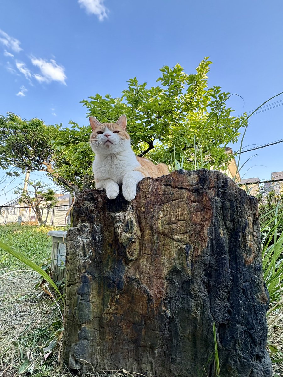 The sunlit petrified wood feels warm. :3