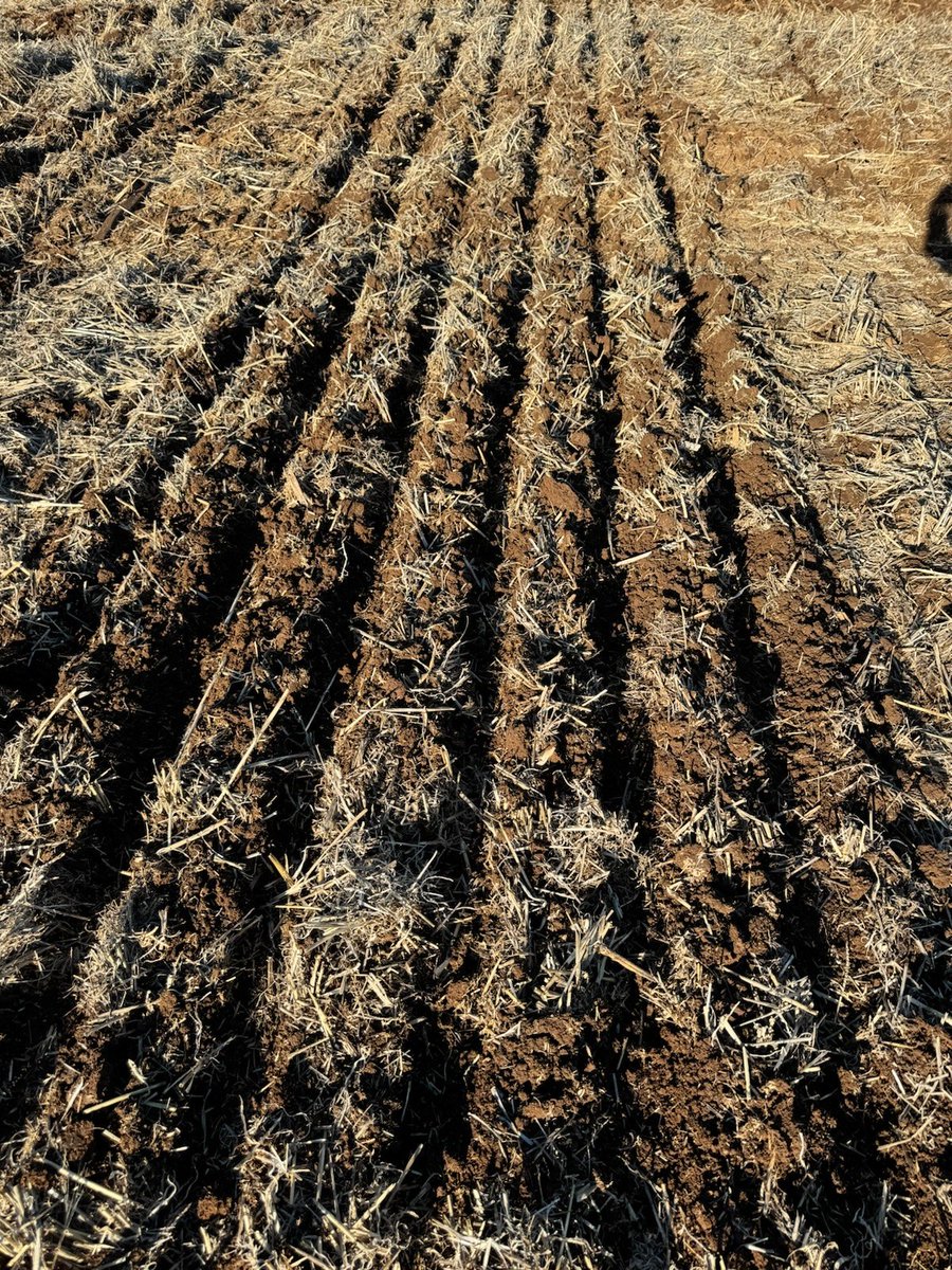 Rob Presser (@researchagro72) on Twitter photo Canola NVT trial going into excellent moisture at Cudal <a href="/GRDC_NVT/">GRDC National Variety Trials (NVT)</a> #NVTProvider Canola NVT trial going into excellent moisture at Cudal <a href="/GRDC_NVT/">GRDC National Variety Trials (NVT)</a> #NVTProvider