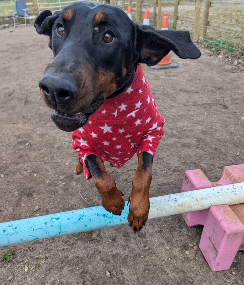 DRUE Dobermann Rescue tweet media