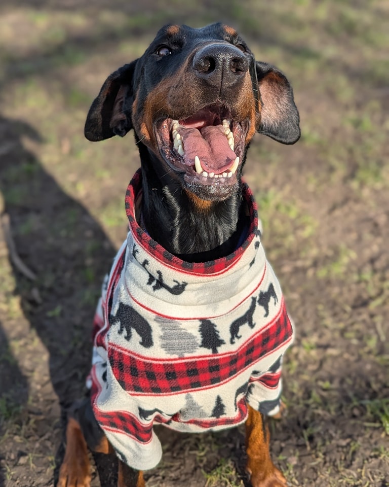 Greta is a joyful, 2-year-old with a heart full of love. Rescued as a stray, she’s now microchipped and ready for her forever home. While she hasn’t been spayed, we’ll assist with the cost.

Greta’s Personality: This girl LIVES for human connection! She’s all about cuddles, fuss,