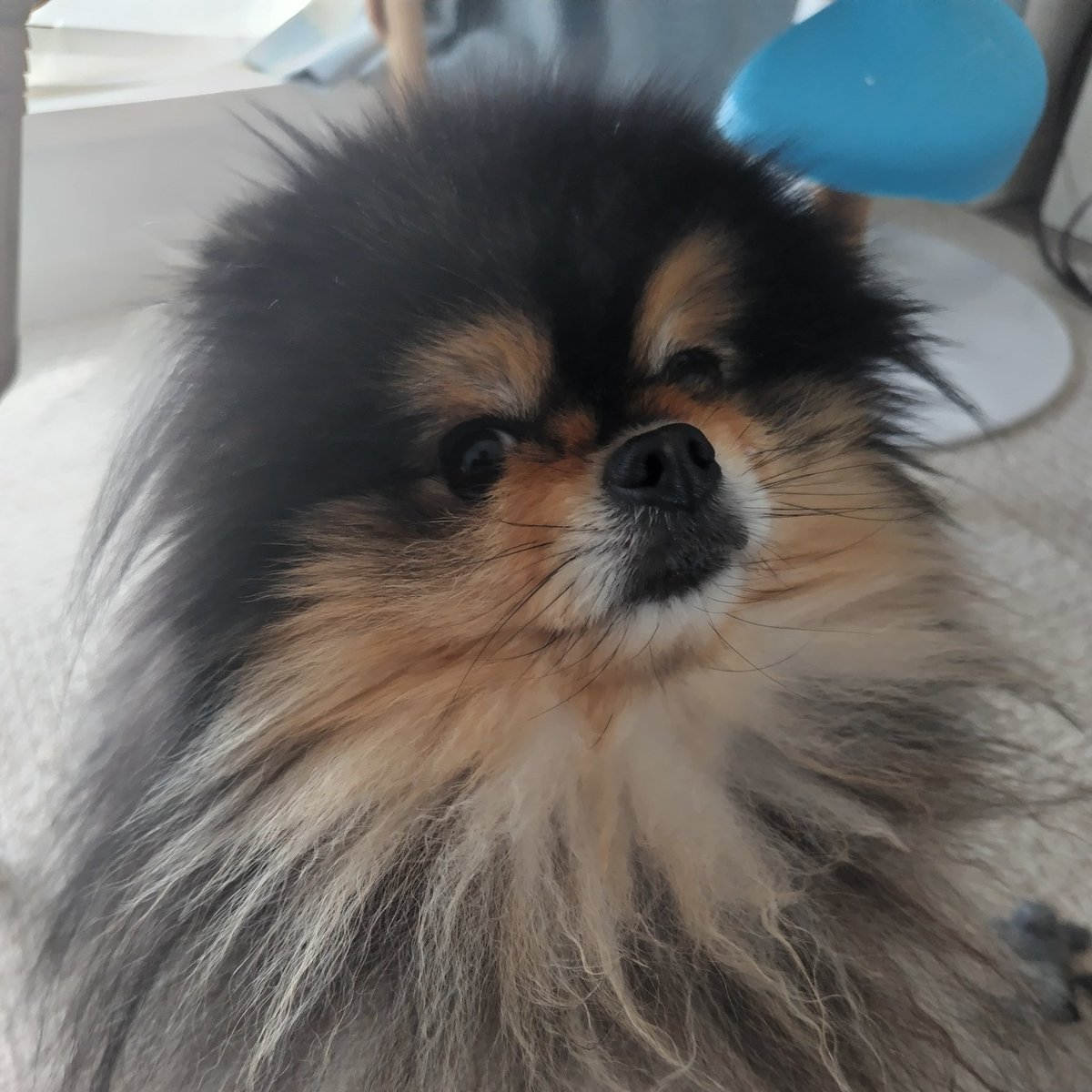 mobilerktn's tweet photo. 「ねぇ、聞いてる？」👀 こちらを見つめる #ポメラニアン の #そらくん 。何か言いたげな表情が気になる！ #いぬすたぐらむ #犬のいる暮らし #ふわもこ部 #愛犬 #ペット #癒しわんこ #わんこカメラ部 #犬バカ部 #ポメスタグラム #ポメラニアンが世界一可愛い #親バカ部 #可愛い #訴えかけ https://t.co/HWyl4Ckr3h
