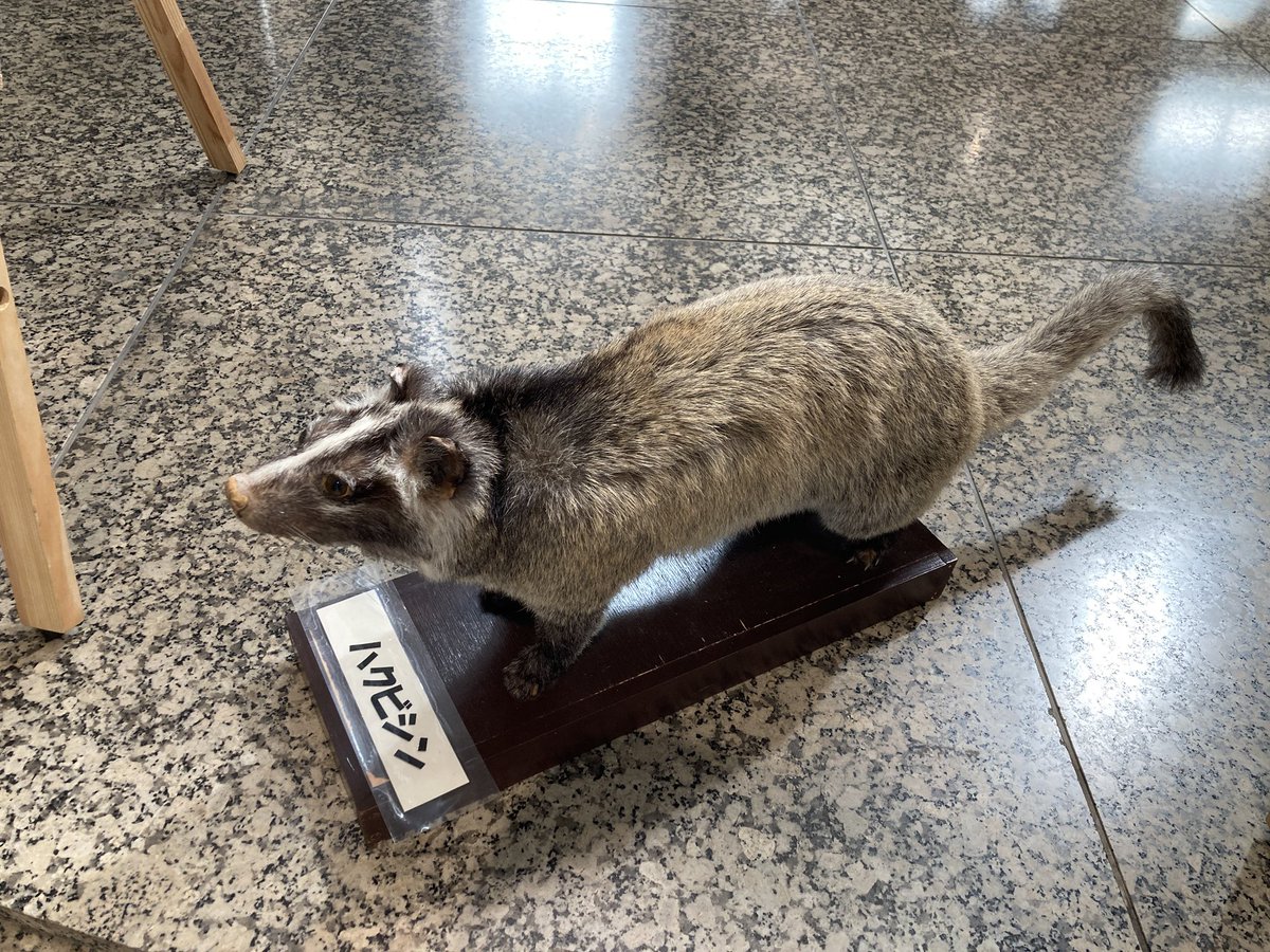 都内某所で外来種その他の野良動物の剥製の展示見かける。タヌキは