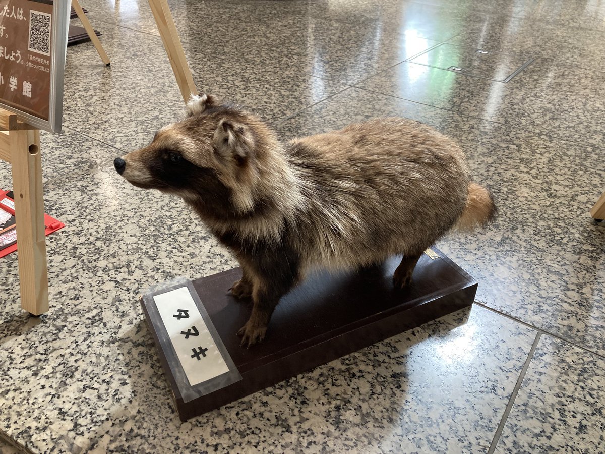 都内某所で外来種その他の野良動物の剥製の展示見かける。タヌキは