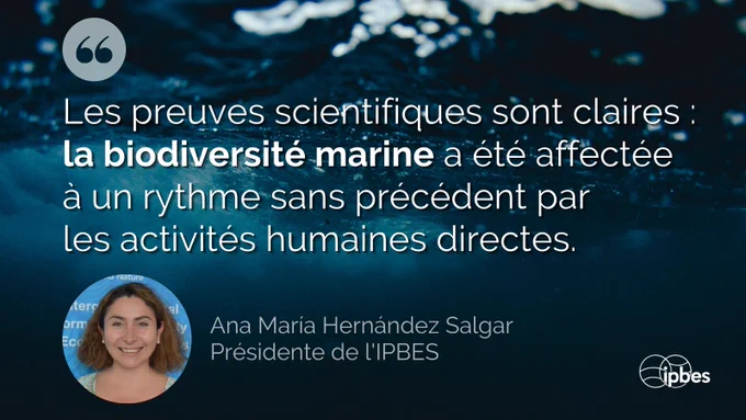 Une citation sur un fond d'eau bleu foncé qui indique : "Les preuves scientifiques sont claires : la biodiversité marine a été affectée à un rythme sans précédent par les activités humaines directes."
La citation est attribuée à Ana María Hernández Salgar, Présidente de l'IPBES (Plateforme intergouvernementale scientifique et politique sur la biodiversité et les services écosystémiques), dont la photo apparaît en bas à gauche. Le logo de l'IPBES est visible en bas à droite de l'image.
La mise en page inclut des guillemets gris en haut à gauche et le texte est présenté en blanc sur le fond aquatique sombre, créant un contraste visuel fort.