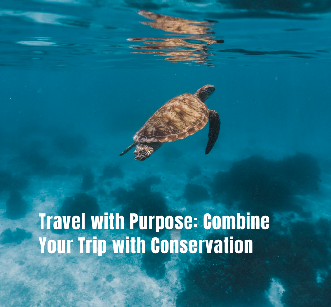 🌿 Ever thought about combining your next trip with #conservation?

Our latest #blog explores how travelers can make a real impact by volunteering or supporting nature-based projects while exploring the world. 

📖 Read the full blog here: seagoinggreen.org/blog/combining…