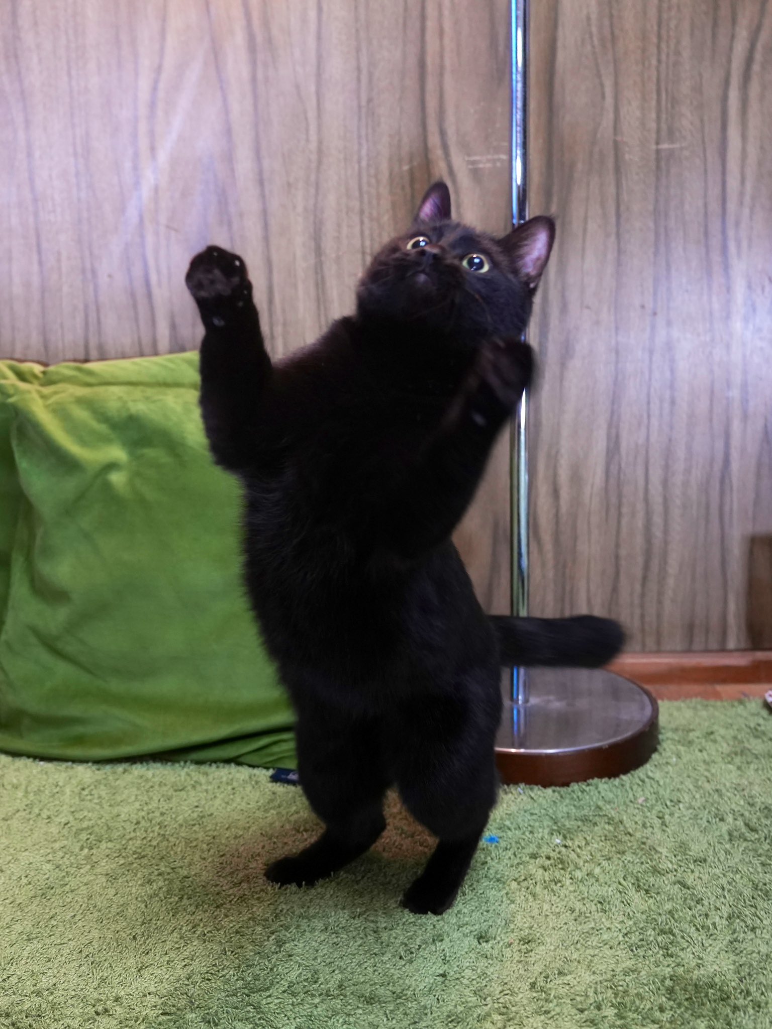 黒猫つくねちゃん太しっぽ on X: 黒猫つくねちゃん太しっぽ on X: