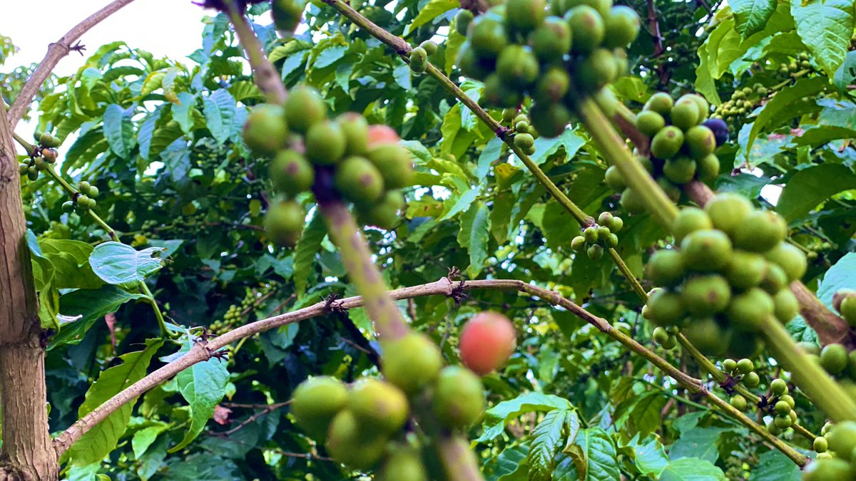 rutaraka's tweet photo. The Robusta version!

📈 Mpaka Machi 2025 Tanzania iliuza nje kahawa kiasi cha 66,566MT sawa asilimia 78.31 ya makadirio ya mauzo ya 85,000MT mwaka 2024/2025.

💰Mauzo hayo yameingiza fedha za kigeni jumla USD 307,289,917.04.

Kati ya kahawa hiyo Arabika ilikuwa 42,481.07MT na Robusta 24,085.36MT.

Pichani nikiwa shambani Kyerwa wilaya yenye uzalishaji wa juu wa Robusta nchini, vijana twende mashambani.

@WizaraKilimo @HusseinBashe @TagieDaisy @pkimaryo @mBongo @GMwangonda @MalemboLE @SpillingTheBean @coffeeboardtz