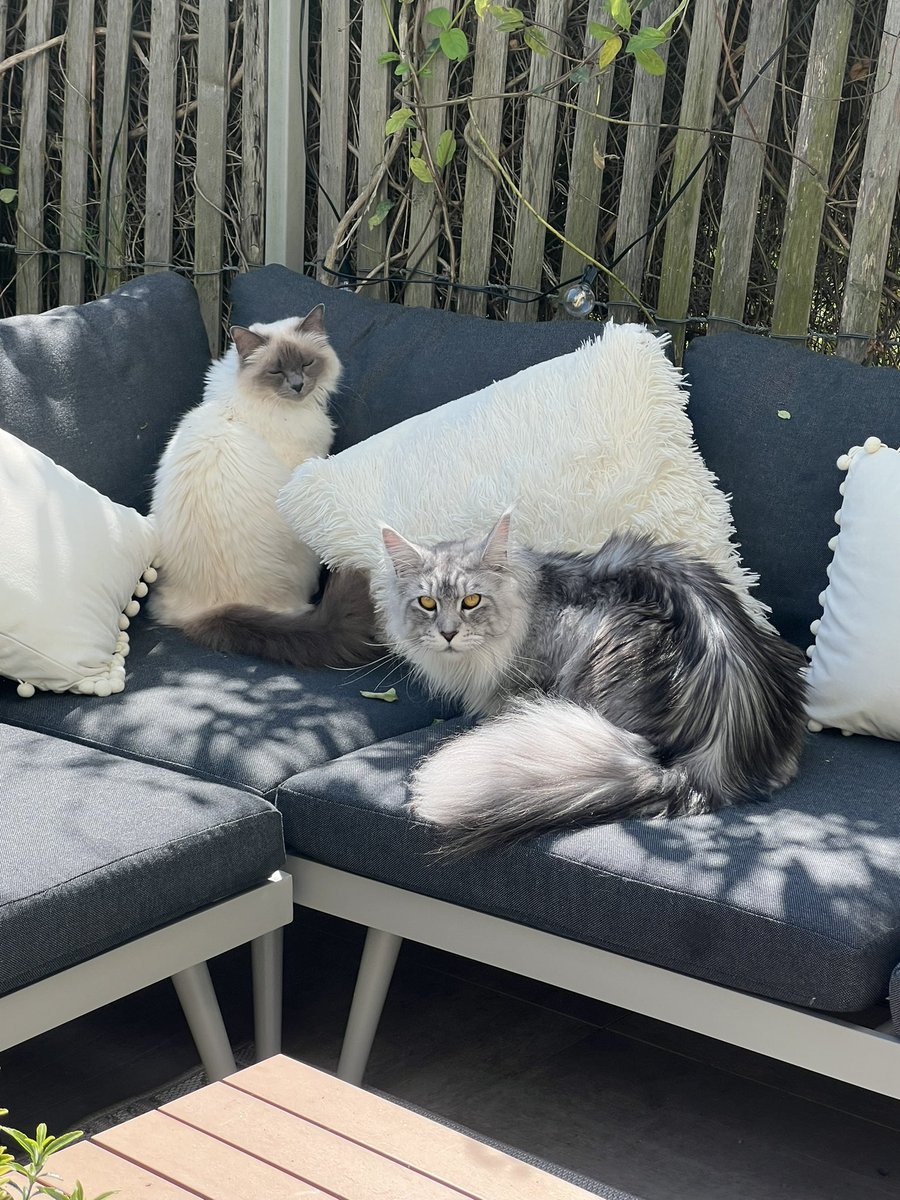 Béboule et Mimoune ❤️