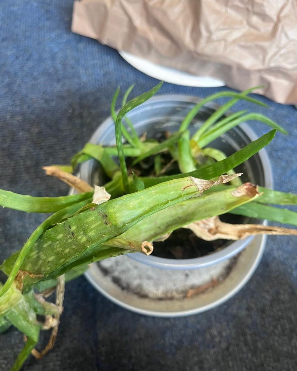 As part of our Significant People topic, P3 (Year 2) explored how Mary Seacole helped treat soldiers during the Crimean War using natural remedies. The children loved discovering how natural ingredients were used to heal and comfort soldiers during a difficult time in history. 👩‍🏫