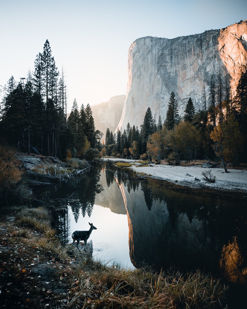 earthcurated's tweet image. Yosemite National Park.