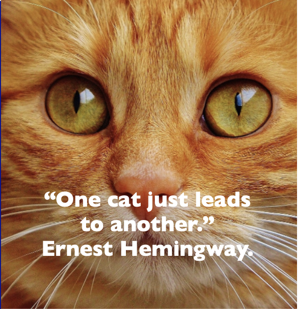 DatingForMating's tweet image. 'How to enjoy the rewards of having a cat in the family'. A great read by Ed Case for anyone thinking of getting a pet cat. All the main points are covered in a witty, memorable and engaging style. Out NOW on Amazon. 
tinyurl.com/fa9tmhm4 #writerslift #TuesdayFun