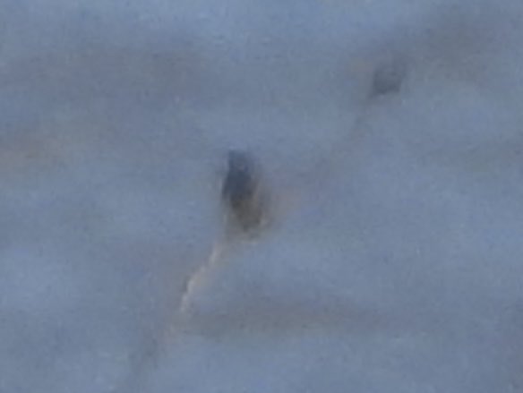 Paul Masters (@pauldmasters) on Twitter photo The White-spotted Bluethroat is back <a href="/slimbridge_wild/">Slimbridge Sightings</a> spotted by <a href="/andybirding/">Andybirding</a> very distant at Middle Point from Estuary Tower crippling views 😂 #Glosbirds The White-spotted Bluethroat is back <a href="/slimbridge_wild/">Slimbridge Sightings</a> spotted by <a href="/andybirding/">Andybirding</a> very distant at Middle Point from Estuary Tower crippling views 😂 #Glosbirds