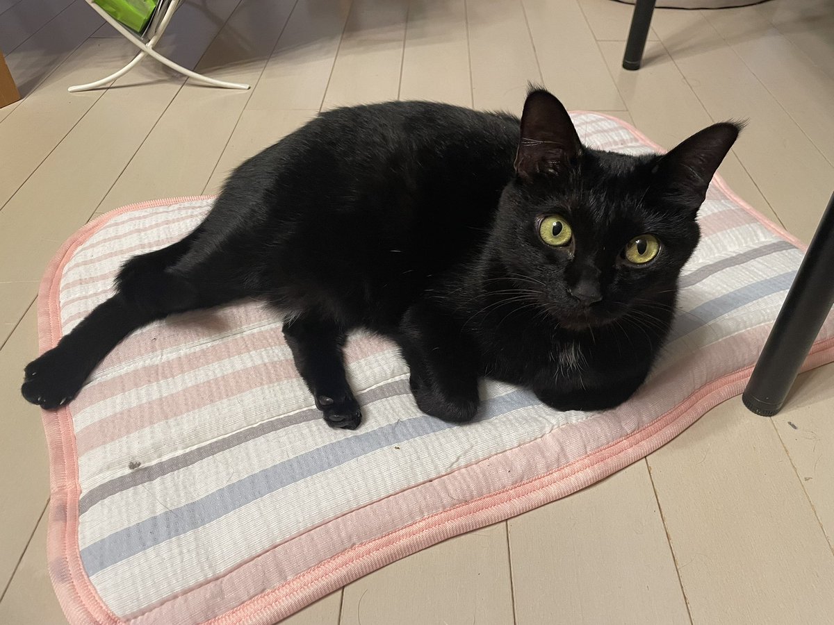 piperitum's tweet photo. 新しい枕パッドがお気に入り https://t.co/dv3Qm5SZ6m