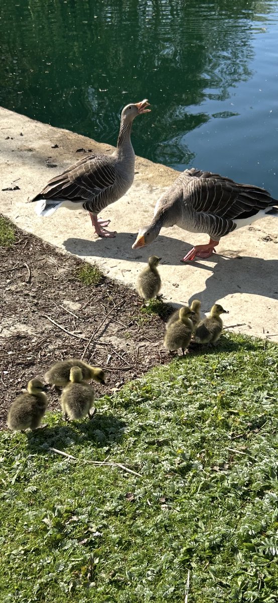Kettering Wildlife corner tweet media
