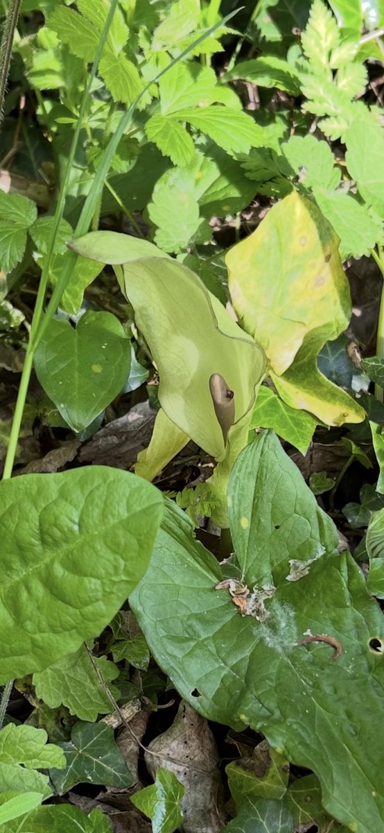 Kettering Wildlife corner tweet media
