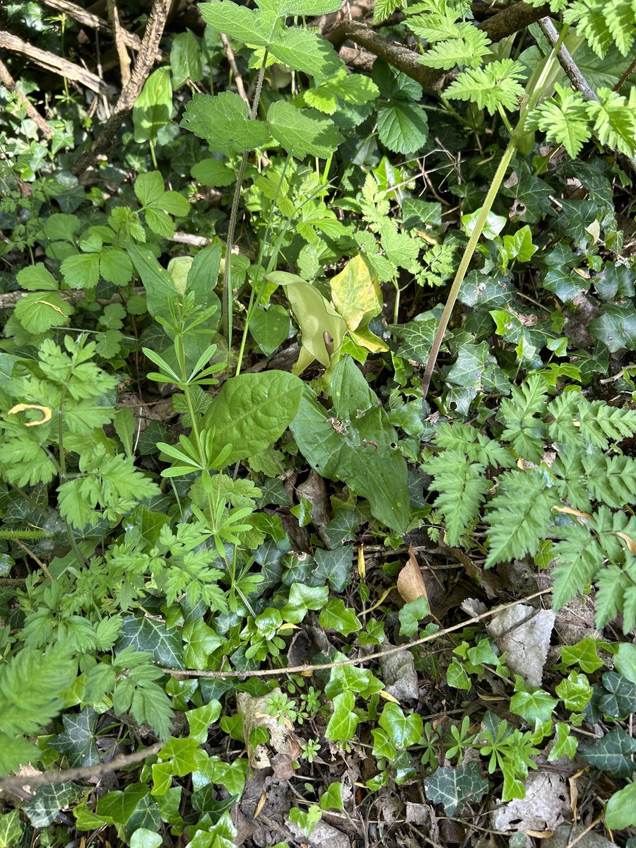 Kettering Wildlife corner tweet media