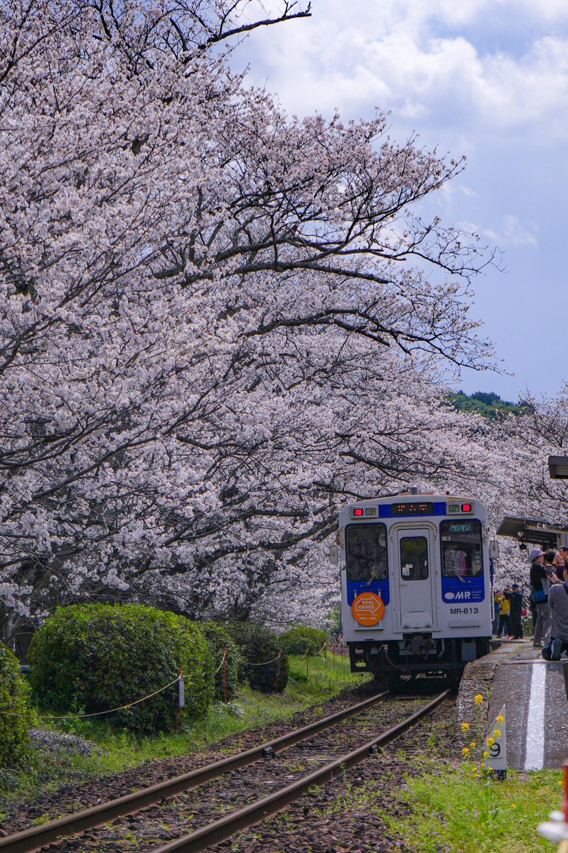 kano_pic's tweet photo. 今年の桜 https://t.co/ud6Qhiy7pJ