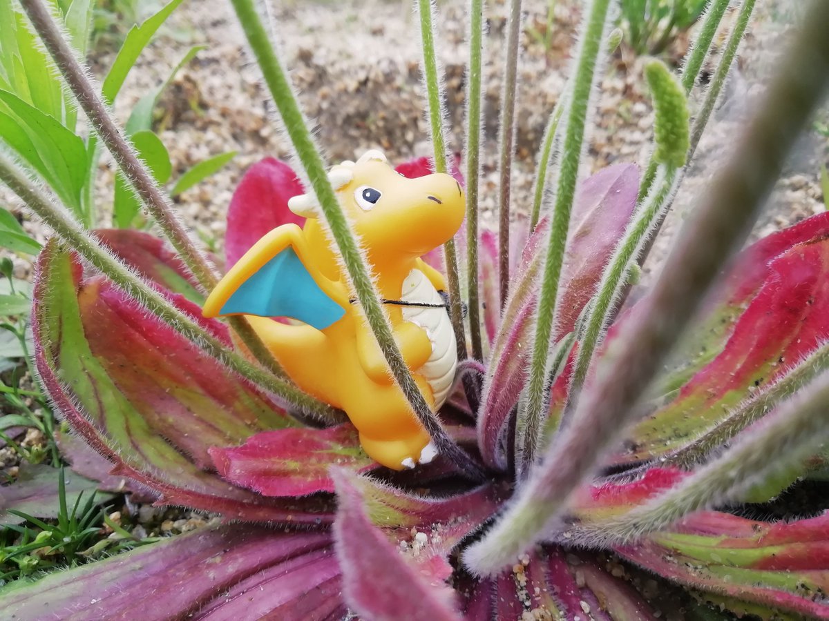 ツボミオオバコ