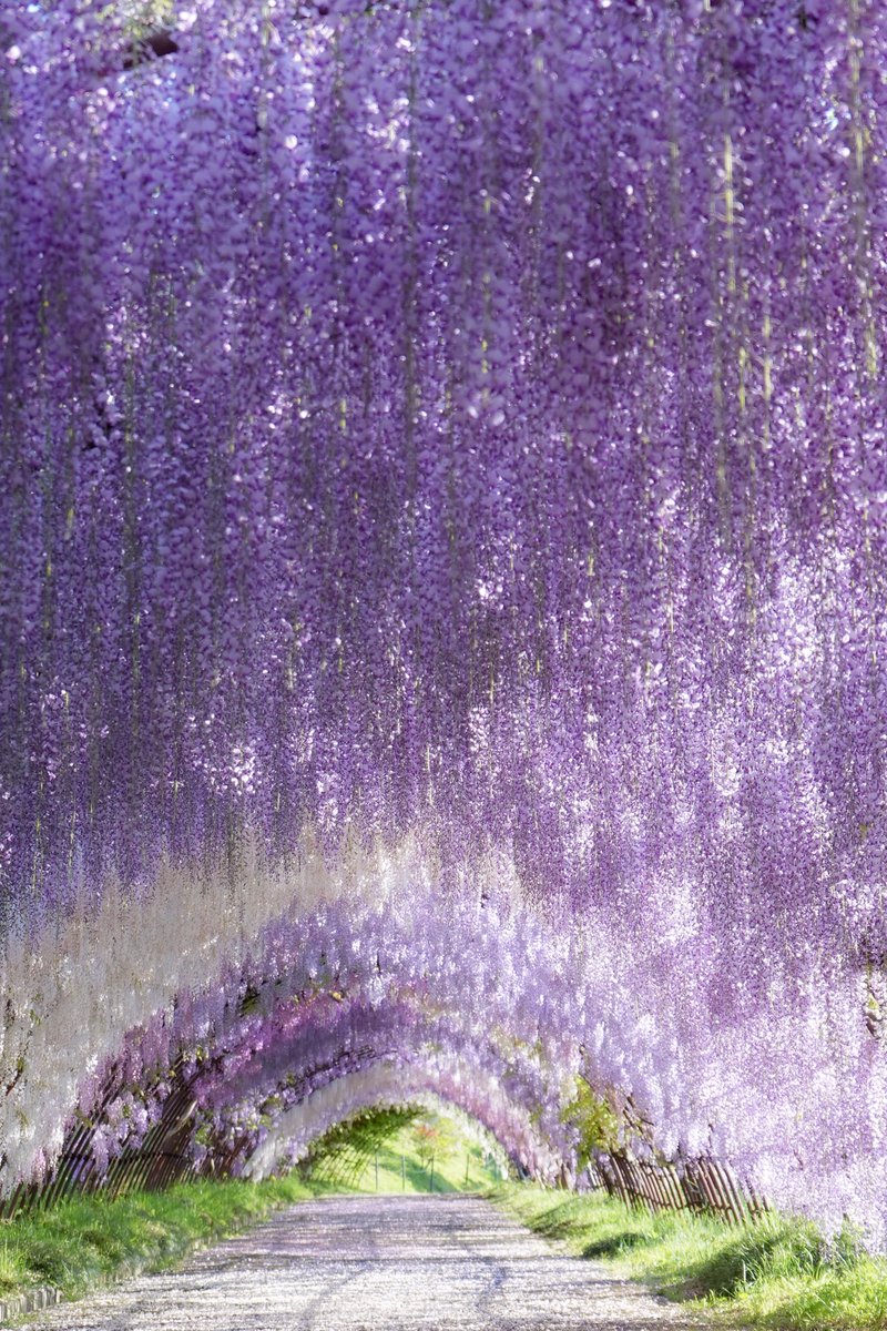 死ぬまでに見ておきたい絶景
河内藤園

こっちのトンネルも好き