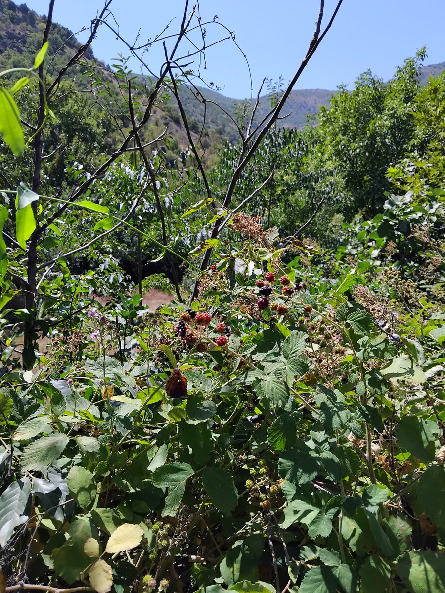 Güzel günlerim vardı yağmurlarla ıslanan,
Ve güzel gecelerim masallarla dopdolu.
Her şey, her şey güzeldi,gözyaşı, dünya
Böğürtlen topladığım ıssız, tozlu zaman, köy yolu,
Güzel günlerim vardı yağmurlarla ıslanan.
            Turgut Uyar
