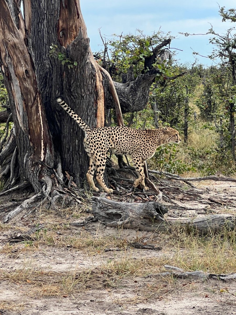 Over the last week, Alexander has been out travelling on a very special Readers’ Safari in glorious Botswana, home to Precious Ramotswe and The No.1 Ladies’ Detective Agency. Photos courtesy of Mats Ögren Wanger.
alexandermccallsmith.co.uk/news/the-glori…