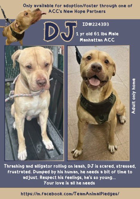 🆕Intake- DJ 1️⃣ yr old- Male

🆔2️⃣2️⃣4️⃣3️⃣9️⃣3️⃣ - Manhattan ACC

🆕Hope Rescue🚫👦👧 Kill 💉🎯 

I’m not sugar coating DJ’s chance—they will 💉him☹️This poor baby is thrashing 🐊 rolling—he’s simply petrified 😭 And they can’t stand a terrified pup👿See what dumpers do 2️⃣pups😭😤👿