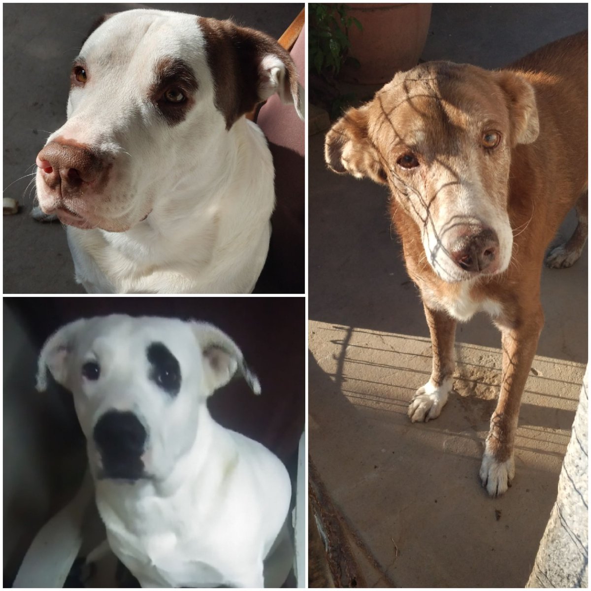 L_u_c_i__G_S's tweet photo. #BuenDía  12° 
#BuenMartes 🐞
#DíaDelAnimal #Milton 🐶  #Beltran 🐶  #Tuky 🐶 https://t.co/pSYOYSW7Ex