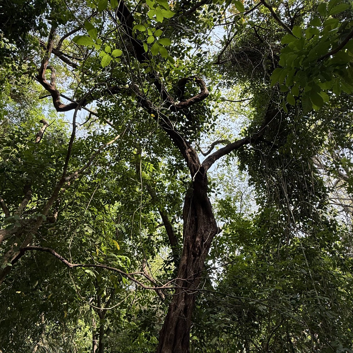 Trees Emit Phytoncides

— Calms nervous system
— Elevates immune system
— Reduces stress hormones

All free + effective as any supplement