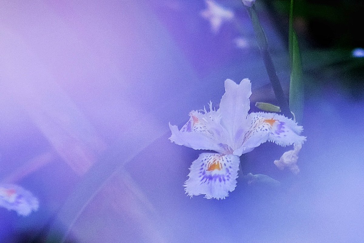 yamadeaimashou's tweet photo. いい感じにシャガが撮れた　#富士フイルム　#花　#シャガ https://t.co/nUGMkyeQGz