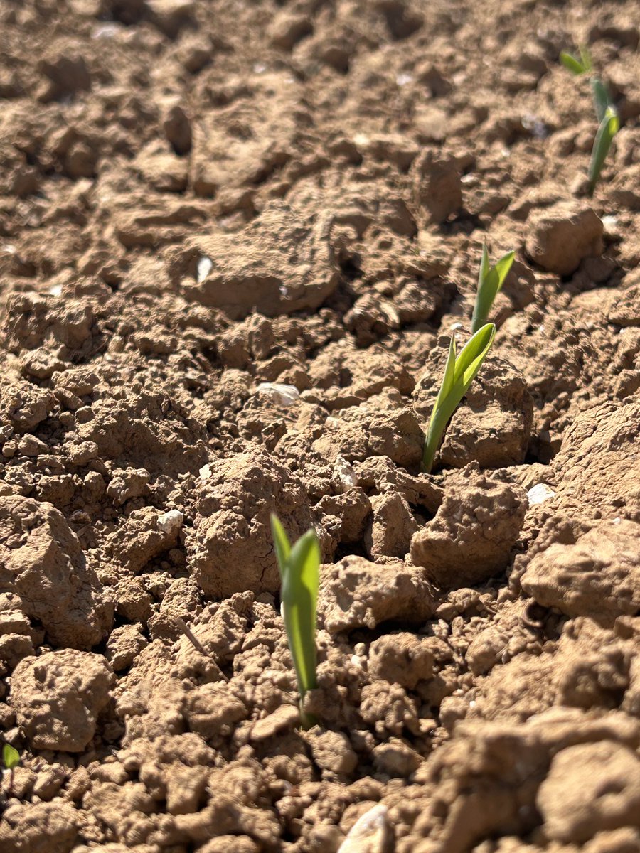 Stephane Vivien Mas seeds (@stephvivienmas) on Twitter photo <a href="/MASseedsfrance/">MAS Seeds France</a> belle levée de VVV #62 les 10mm la semaine dernière sont loin. C est aussi la qu’on voit les VD il y a les nouveautés Mdm3503 mdm2515 les valeurs sûres Mas26R Mas150R Mas16B Mas275L et les stars montantes Mas 270S et Mas250F que du beau monde <a href="/MASseedsfrance/">MAS Seeds France</a> belle levée de VVV #62 les 10mm la semaine dernière sont loin. C est aussi la qu’on voit les VD il y a les nouveautés Mdm3503 mdm2515 les valeurs sûres Mas26R Mas150R Mas16B Mas275L et les stars montantes Mas 270S et Mas250F que du beau monde