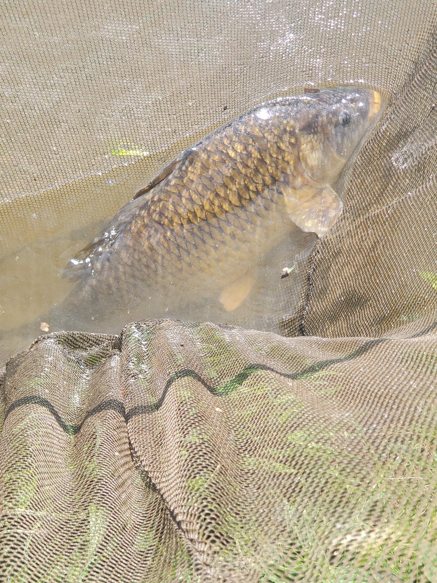 a3a2ffa8a4b64f1's tweet photo. Well that was a mad start of the morning bushwhacked two rods out and whilst doing the third the middle rod let out a few beeps and the reward a nice little common star as I mean to go in I guess 💪🎣🎣💯
#Nashtackle
#Nashbait
#MakeItHappen
#TeamNash https://t.co/0VnUlW70E1