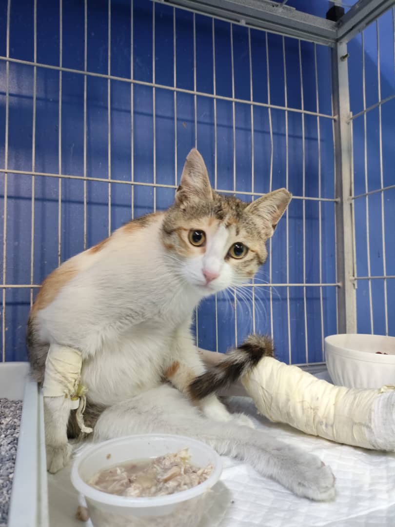 سلام خوشگلا پونه قشنگ ما هشت ماهشه عقیم شده متاسفانه ماشین زده بود بهش حامیش تمام هزینه هاشو داد پاش جراحی شد و ۱۴ روزم تو پانسیون مونده فوق العاده مهربون خوش اخلاقه فردا باید مرخص شه اما بهتره به کوچه برنگرده میشه ریتوییت کنید شاید کسی پونه قشنگ و خواست 😍 حامیش واکسنشم میزنه