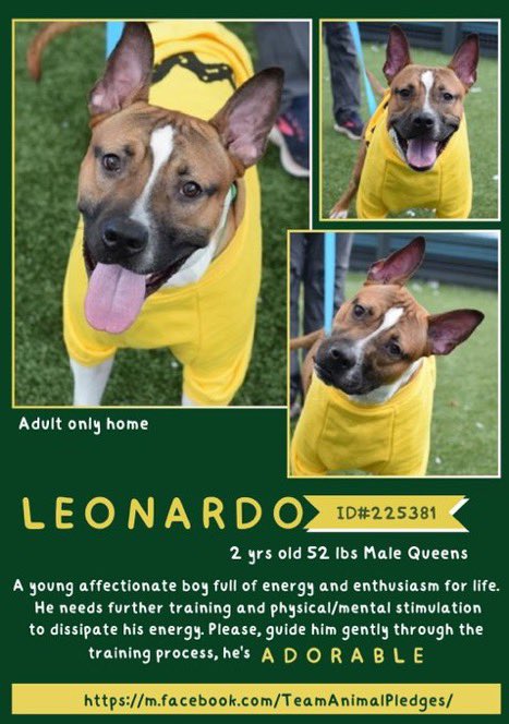 MoishesMom's tweet photo. 🆕Intake- Leonardo-2️⃣yrs old- Male
🆔2️⃣2️⃣5️⃣3️⃣8️⃣1️⃣Queens ACC
Handsome Leonardo needs a decent 🏡
🚫 🧒 👦 He’s a happy boy with sincere eyes and a beautiful smile ☺️Won’t you visit w/him🙏🏻He could use Puppy Training & I would hit 🆙 NYC4️⃣ that🤞🏻
Lucious Leonardo♥️U 4️⃣ EVER🙏🏻 https://t.co/l549rUpQ1h