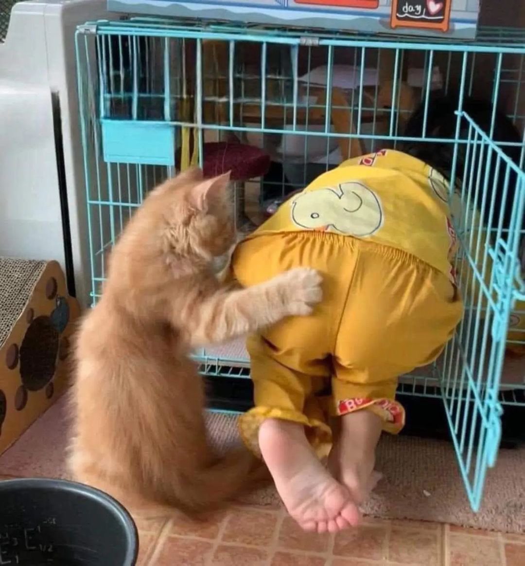 癒しの動物 tweet media