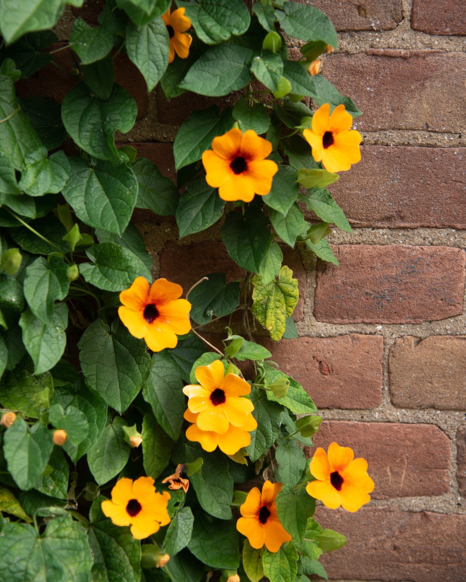 pelckmans's tweet photo. Lentetip: Ga de hoogte in met je planten. Een verticale plantentuin is ideaal voor op je balkon of tegen een schutting voor een kleurrijke, ruimtebesparende groene muur. Bij Pelckmans vind je nu een groot assortiment aan klimplanten en hangpotten. https://t.co/fDoolX7Joz