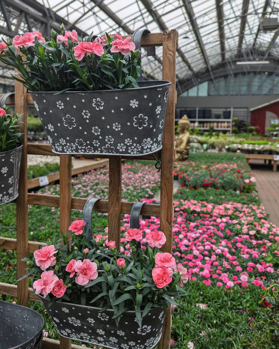 pelckmans's tweet photo. Lentetip: Ga de hoogte in met je planten. Een verticale plantentuin is ideaal voor op je balkon of tegen een schutting voor een kleurrijke, ruimtebesparende groene muur. Bij Pelckmans vind je nu een groot assortiment aan klimplanten en hangpotten. https://t.co/fDoolX7Joz