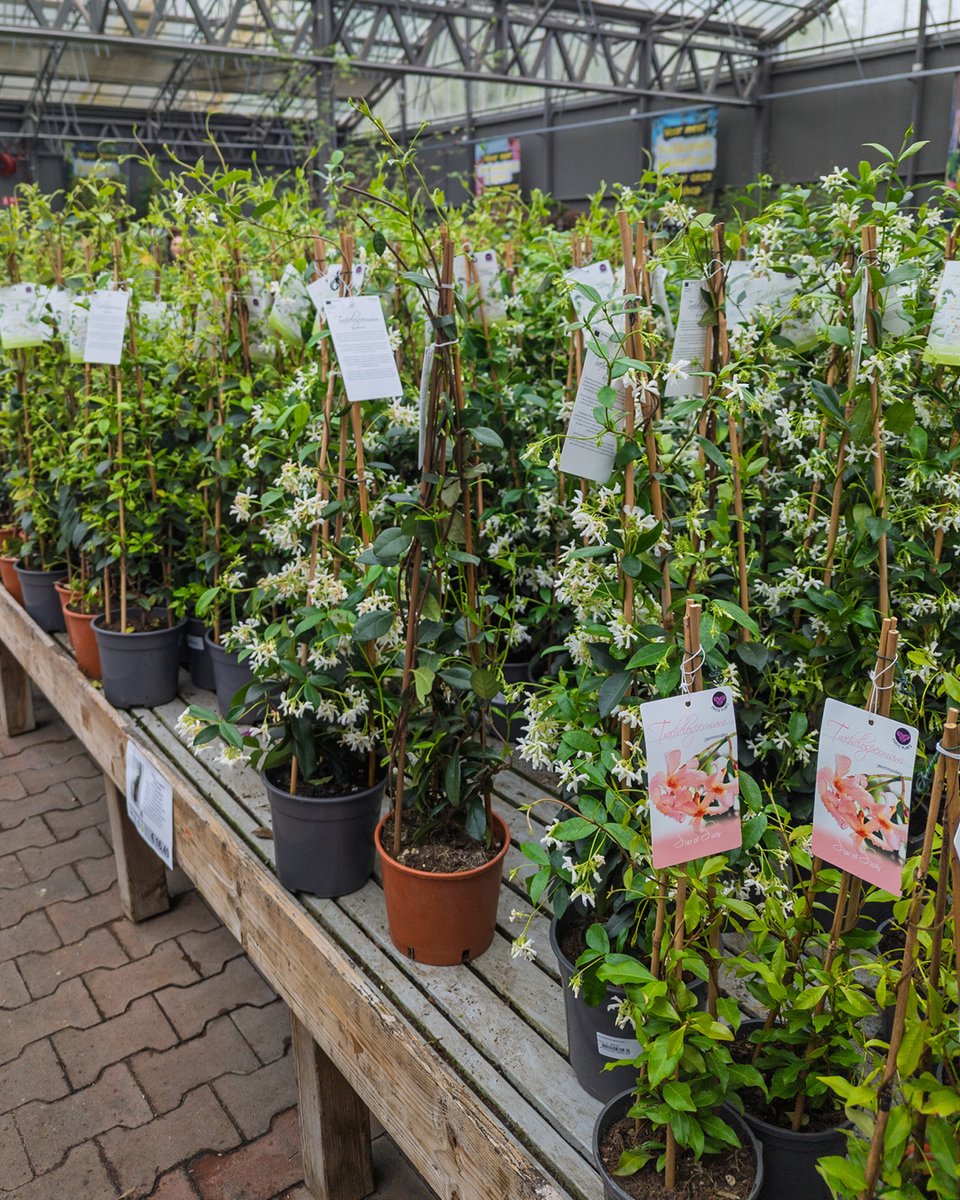 pelckmans's tweet photo. Lentetip: Ga de hoogte in met je planten. Een verticale plantentuin is ideaal voor op je balkon of tegen een schutting voor een kleurrijke, ruimtebesparende groene muur. Bij Pelckmans vind je nu een groot assortiment aan klimplanten en hangpotten. https://t.co/fDoolX7Joz
