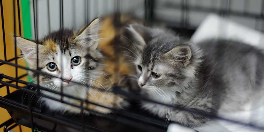 RbbProject's tweet photo. Thinking about getting a pet? Please consider adoption from your local shelter. So many animals are patiently waiting for a second chance.🐈❤️

#AdoptDontShop #BoltonAnimals #GiveThemAChance https://t.co/41mgmW2pgd
