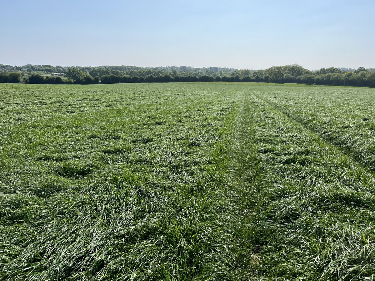 A great crop of AberForth looking well in the glorious April sun! #@wearegerminal