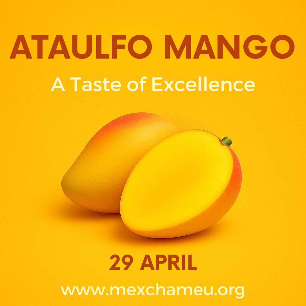 MexchamEU's tweet photo. This mango variety, known for its yellow skin, buttery texture, and unique sweet flavor with low acidity, is grown primarily in the southern state of Chiapas. It has long captivated consumers with its exceptional quality and extended shelf life. 

@RGrangui @EmbMexBelgicaUE https://t.co/ev5L4J3CkE