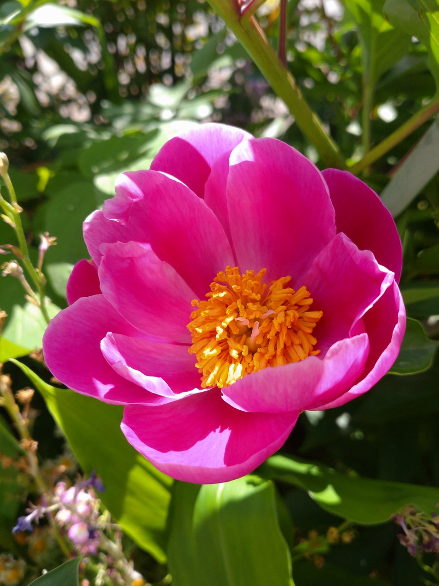 eri_mam's tweet photo. 最近の花咲く庭 https://t.co/axMU5XLxJK