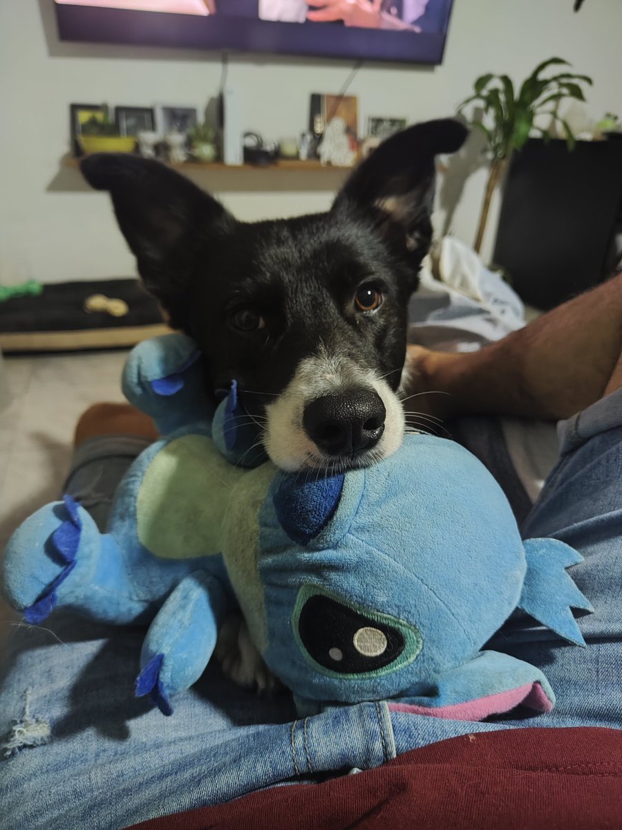 NaniSolalinde's tweet photo. Potter y su Stitch 🤍✨ #fmluzu https://t.co/QMlnNXKUAh