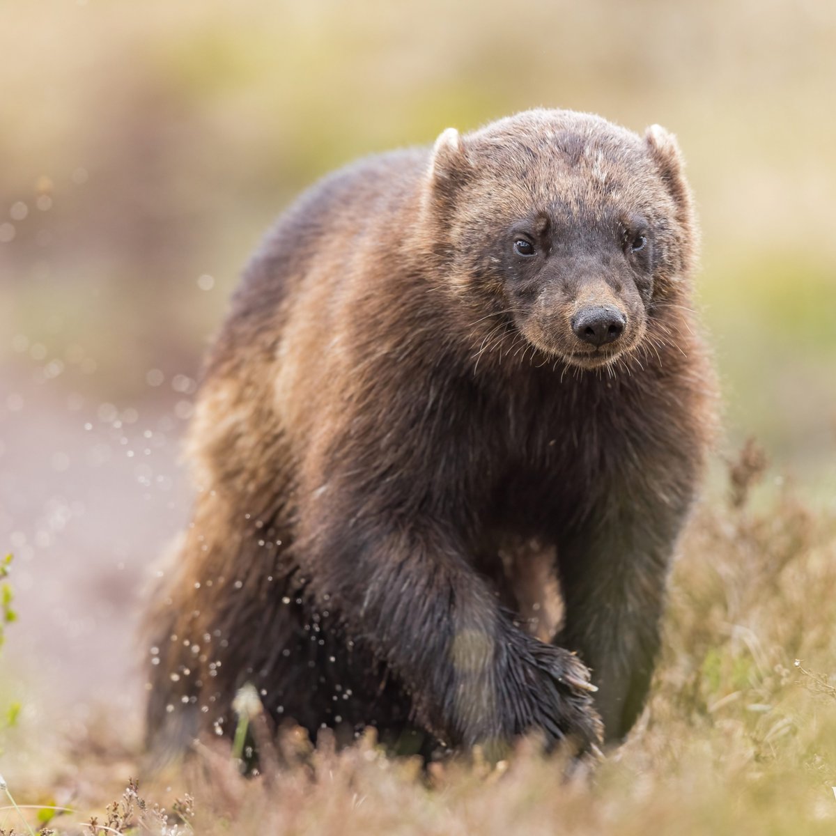 KRossinen's tweet image. Ahma kulkemassa. #wolverine #gulogulo