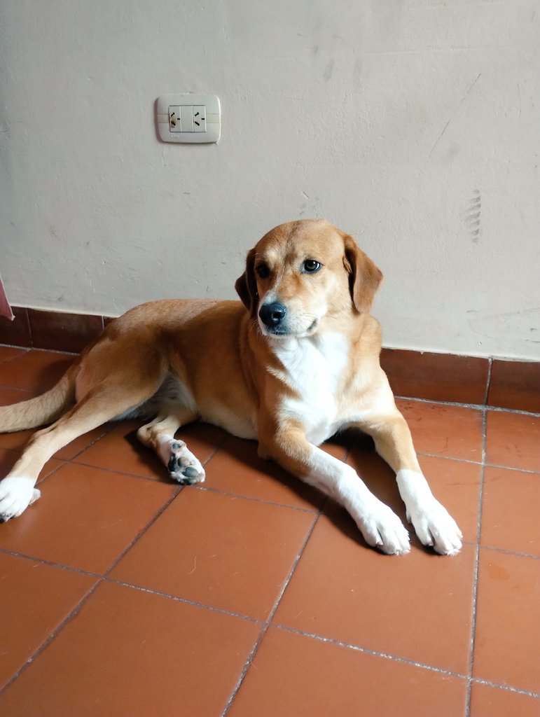 Olmos_nic's tweet photo. Día del Animal 🐕 🐾 
#FMLUZU #LuzuTv https://t.co/wLeP3kgkYh