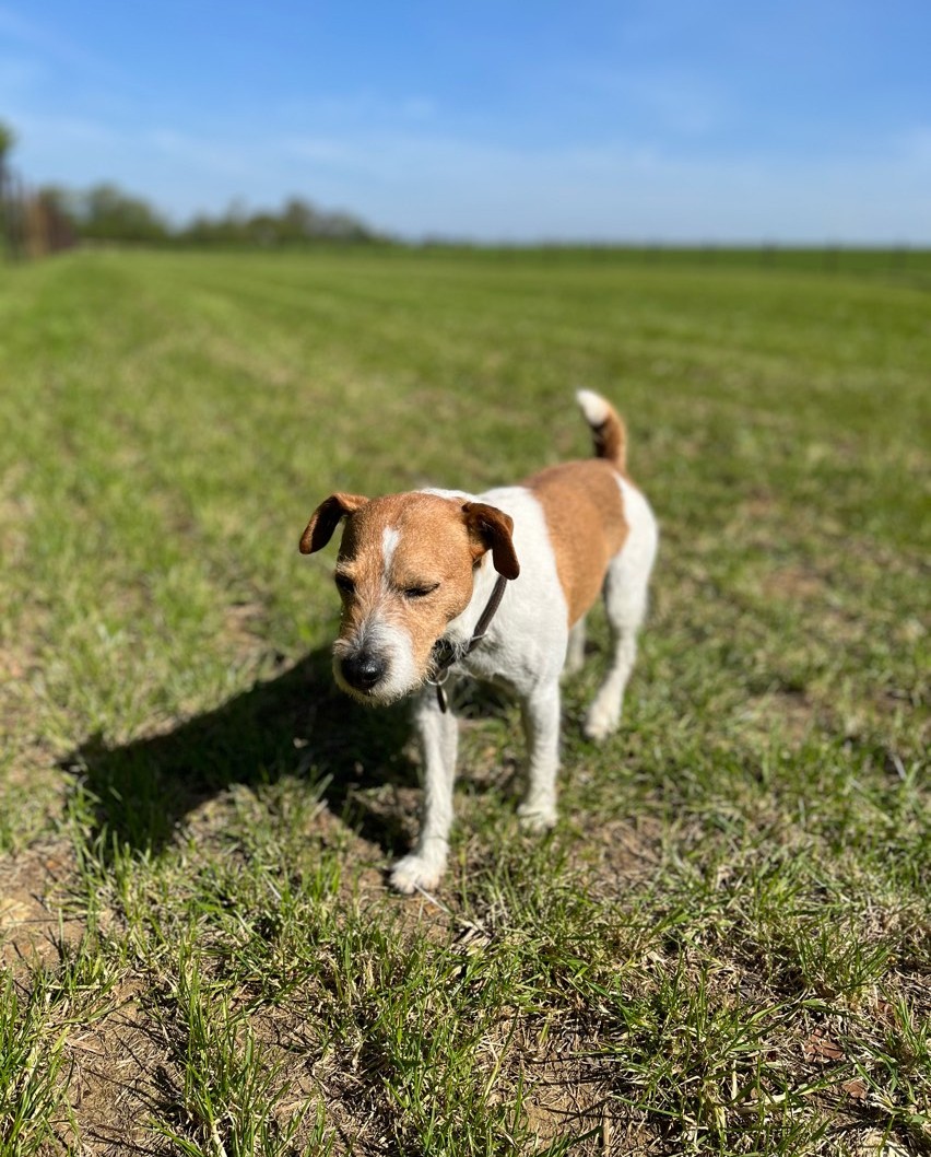 Cosgrovepark's tweet image. Little Bert has been testing the new Dog Agility while his owner is installing the fencing! 🐶

Coming soon! 👀🤩

#DogAgility #ComingSoon #InsideCosgrovePark #CosgrovePark