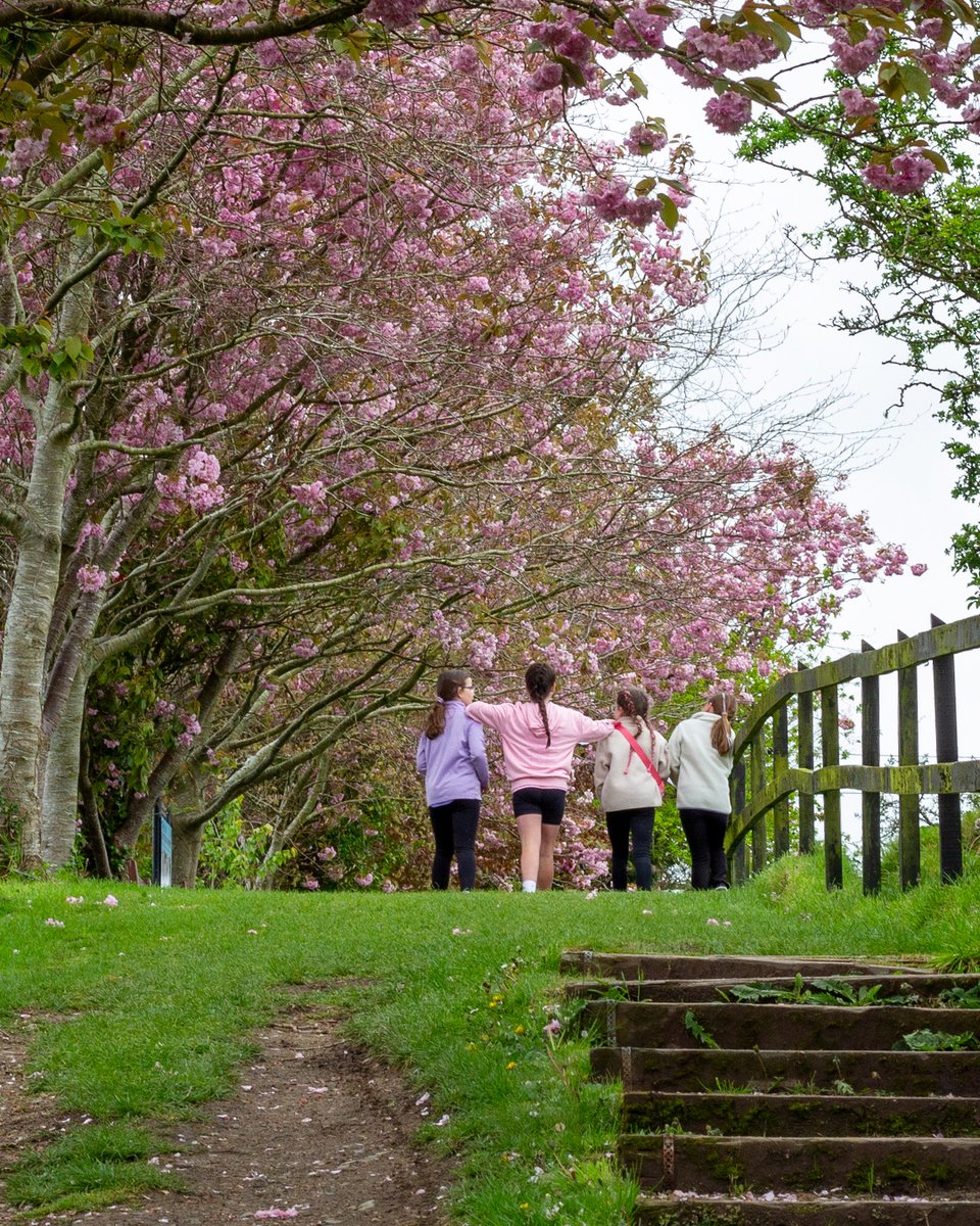 Spring has well and truly arrived, and the blossom trees are blooming at our sanctuary 🌸🌿. When are you planning to soak in this spring beauty at our sanctuary next? 📅💚