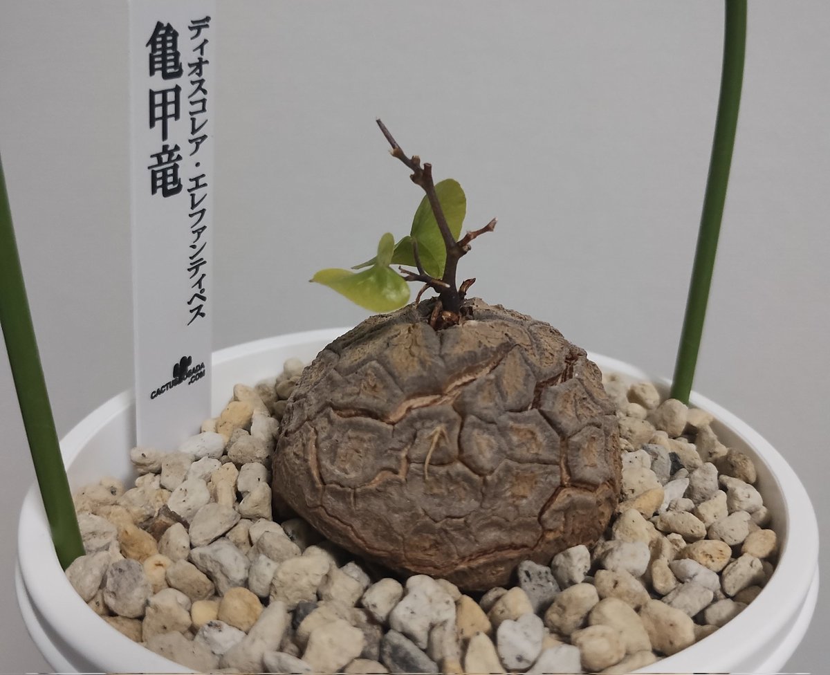 Ark_v6G6's tweet photo. 亀甲竜こいつ休眠入り準備早ない？
去年より全体的に亀裂が入って元からのは深くなったりと成長はしてるみたい https://t.co/qO3rd4acHz