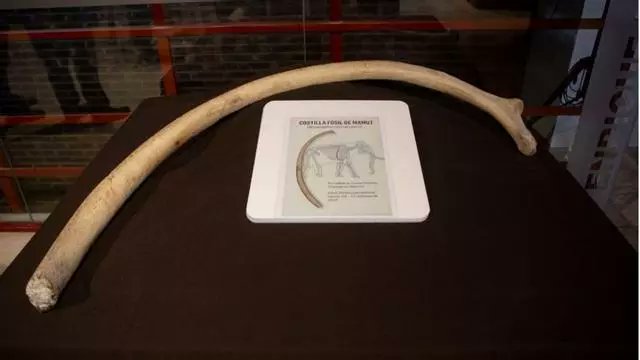 YacimientoV's tweet image. 🐾 🦣 CUEVA VICTORIA | EL ESTRECHO DE SAN GINÉS 🇩🇰